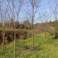 福建山樱花地苗移植苗大量供应