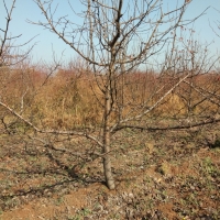 梨树，占地梨树，绿化梨树