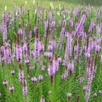 蛇鞭菊哪里有？山东蛇鞭菊货源基地，今日蛇鞭菊价格