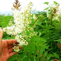 山东珍珠梅基地，买珍珠梅去哪里，珍珠梅图片和价格