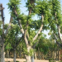 供应大叶榕和小叶榕示范场 广西菩提榕与高山榕产地