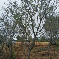 樱花供应｜樱花生产基地｜樱花报价｜樱花价格