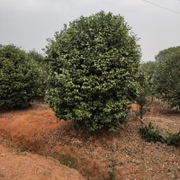 茶花价格｜茶花报价｜茶花苗圃｜茶花基地