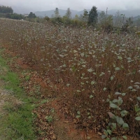 江南桤木基地｜江南桤木苗圃｜江南桤木供应｜江南桤木价格